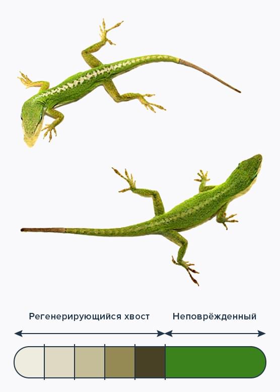 Нервные клетки — восстаналиваются!